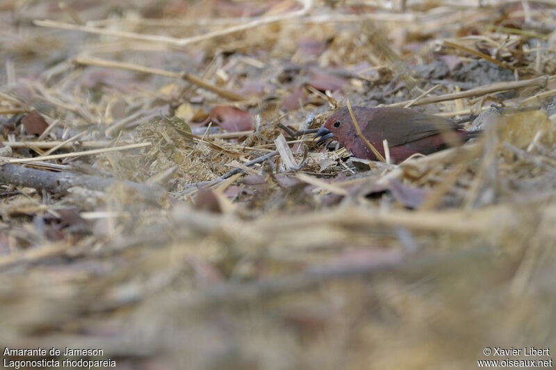 Jameson's Firefinch male adult, identification
