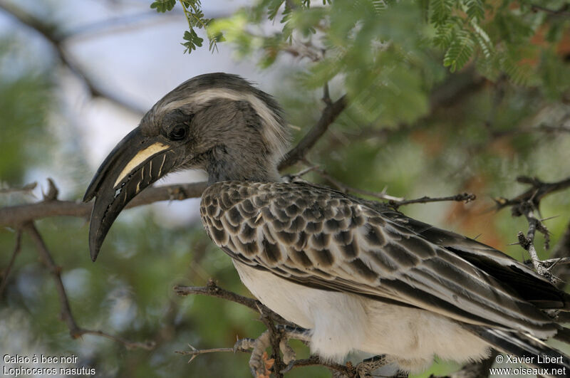 African Grey Hornbill male adult, identification