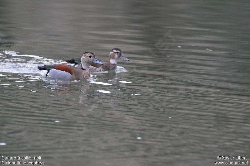 Ringed Teal , identification