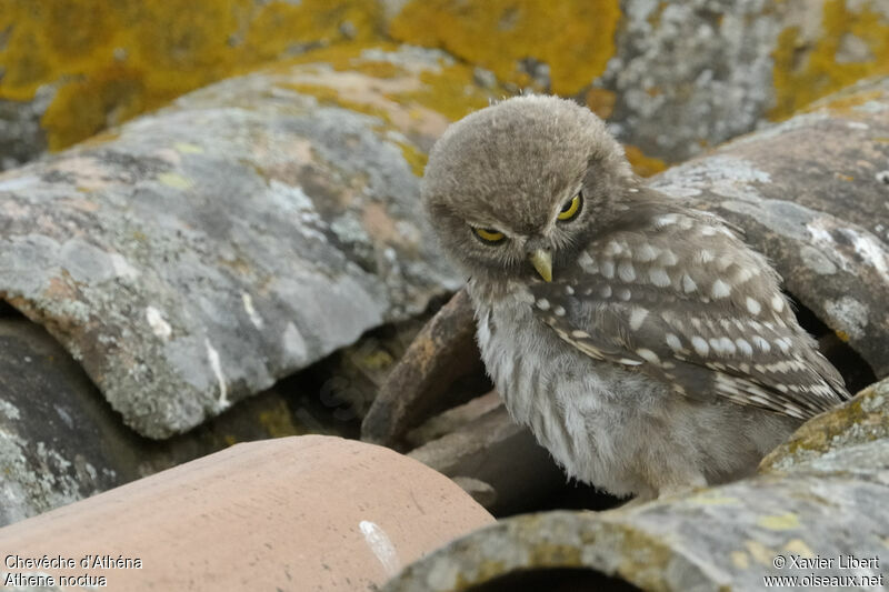 Little Owljuvenile, identification, Behaviour