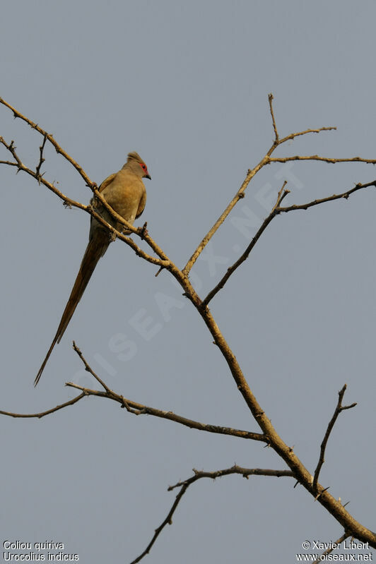 Red-faced Mousebird, identification