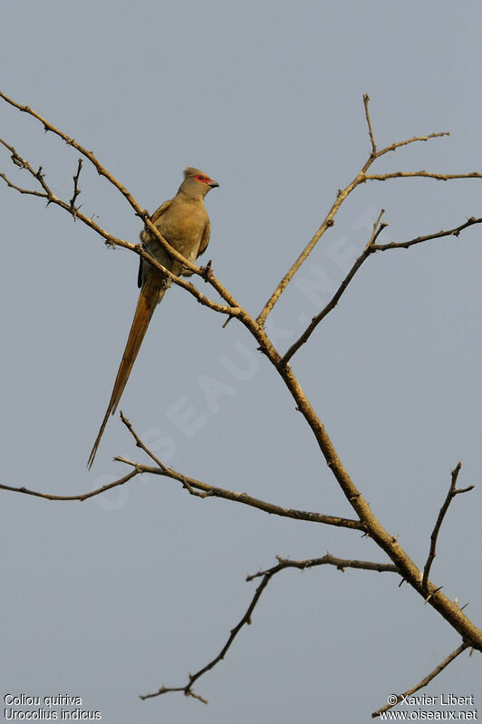 Red-faced Mousebird, identification