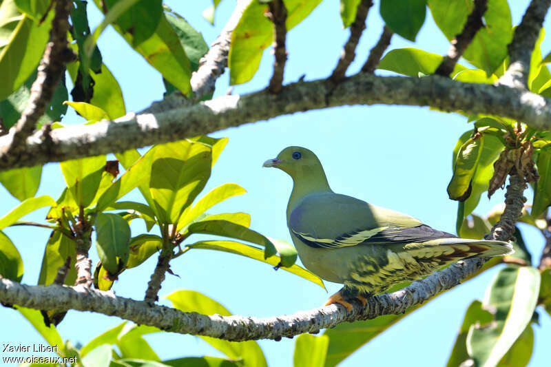Madagascar Green Pigeonadult, identification