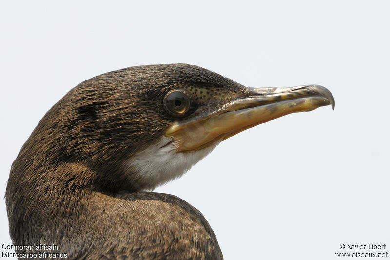 Reed Cormorantjuvenile, identification