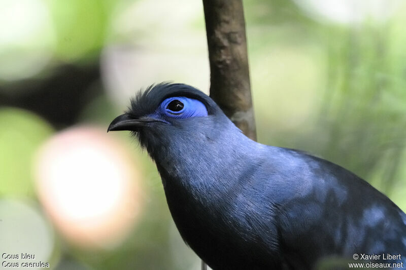Blue Coua, identification