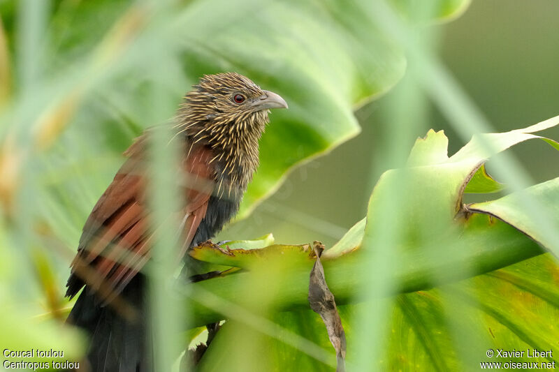 Coucal toulou, identification