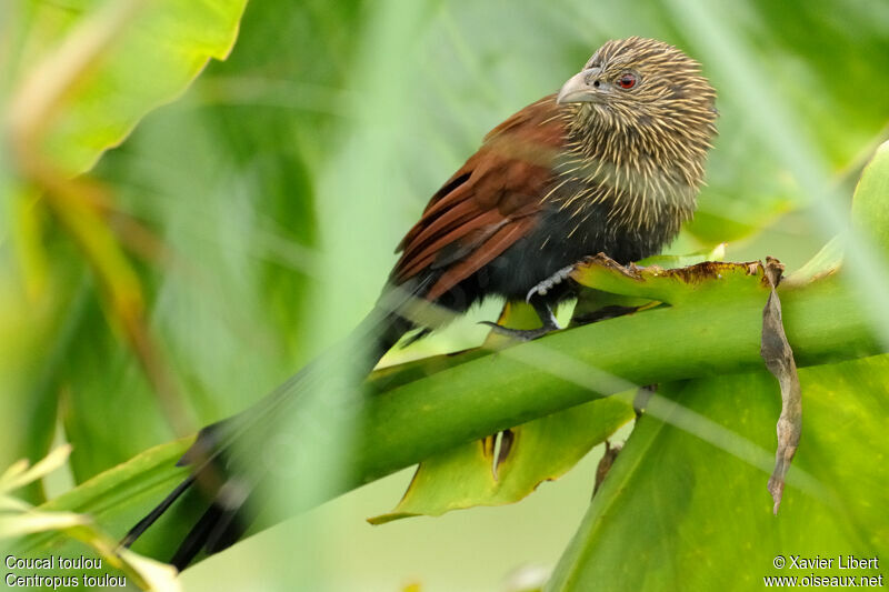 Coucal toulou, identification