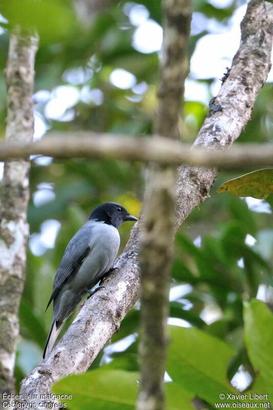 Madagascar Cuckooshrike, identification