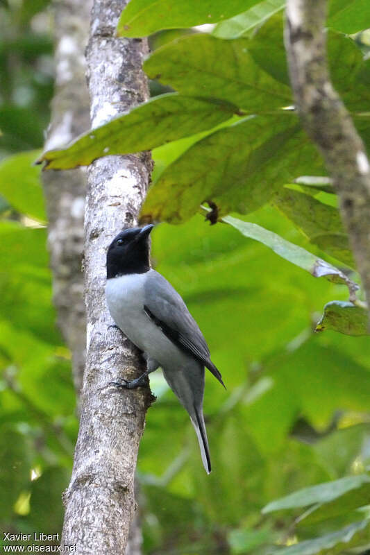 Madagascan Cuckooshrike, identification