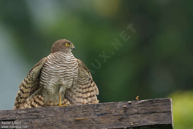 Madagascan Sparrowhawk, identification