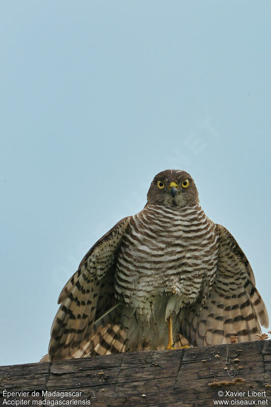 Madagascan Sparrowhawk, identification