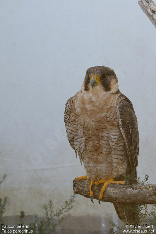 Peregrine Falconjuvenile, identification