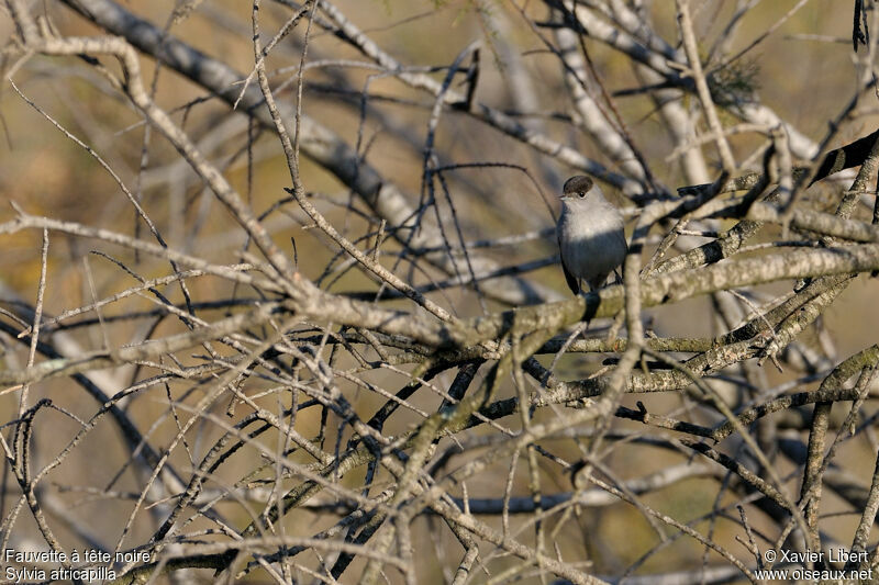 Eurasian Blackcap male adult, identification