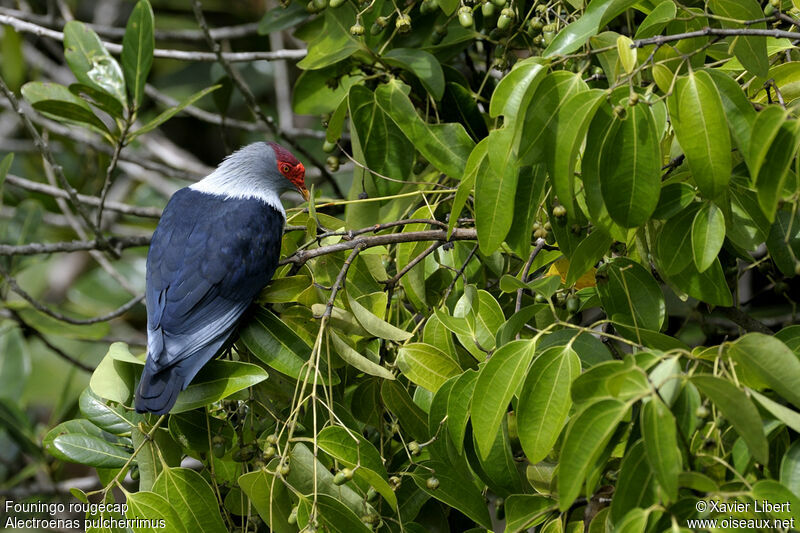 Seychelles Blue Pigeon, identification