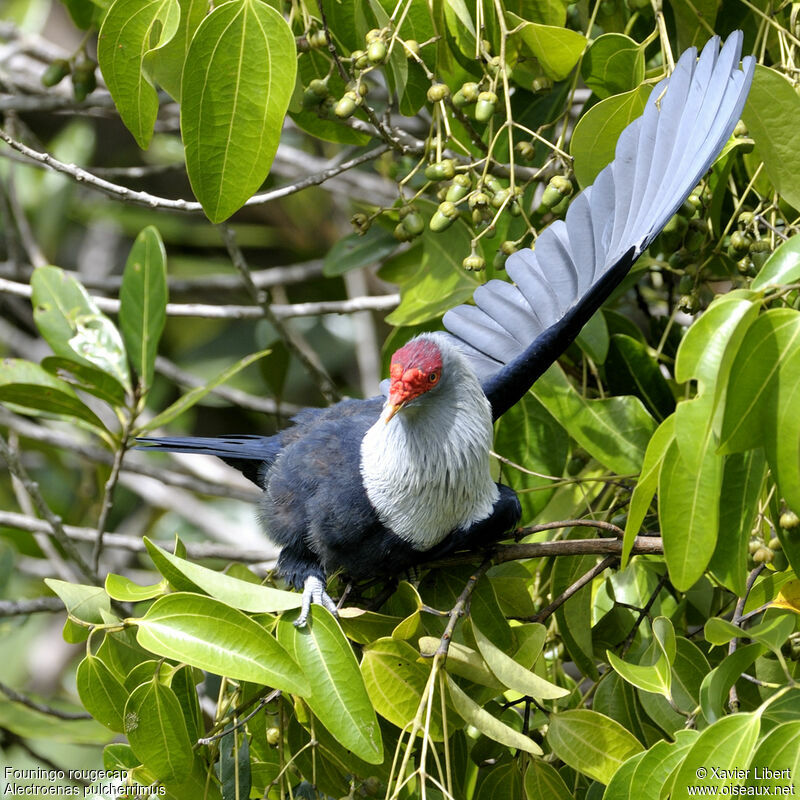 Seychelles Blue Pigeon, identification, Behaviour