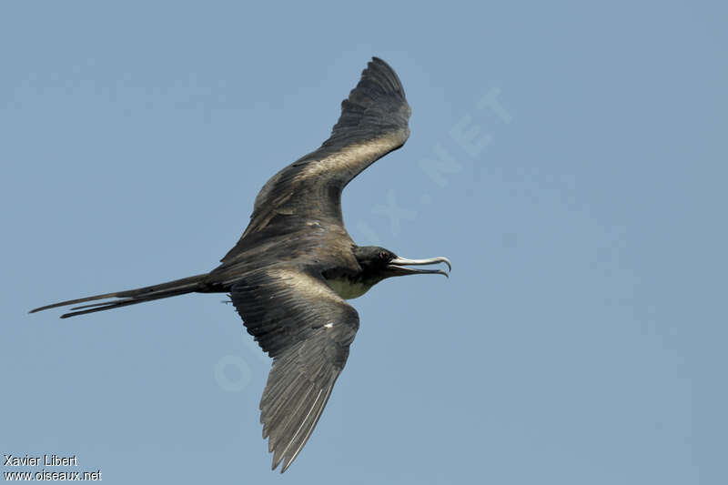 Great Frigatebird female adult, Flight