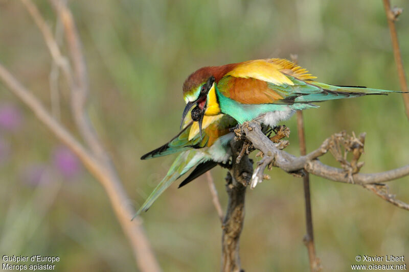 European Bee-eater male adult, identification, Behaviour