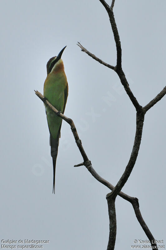 Olive Bee-eater, identification