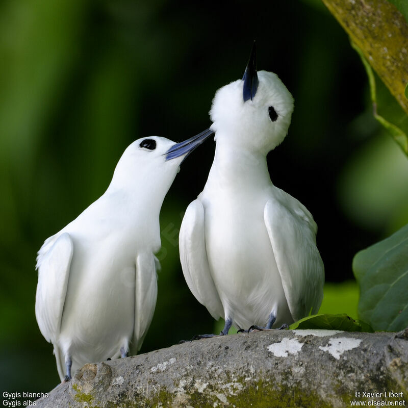White Tern adult, identification, Behaviour