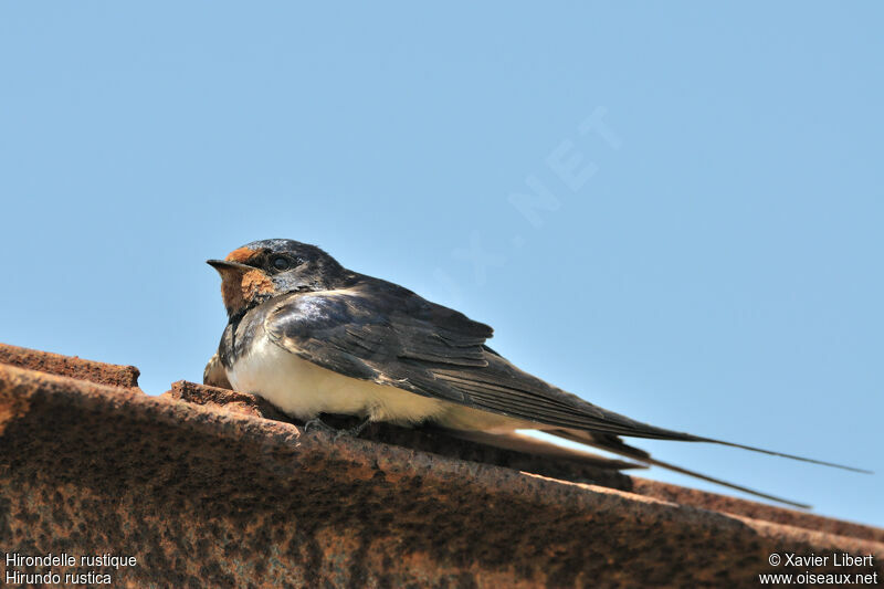 Barn Swallow male adult, identification