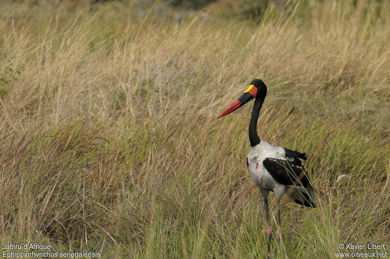 Saddle-billed Stork male adult, identification