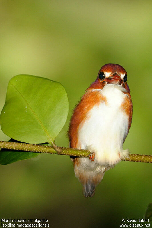 Madagascan Pygmy Kingfisher, identification