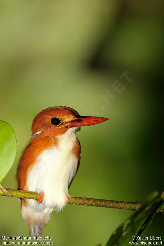 Madagascan Pygmy Kingfisher, identification
