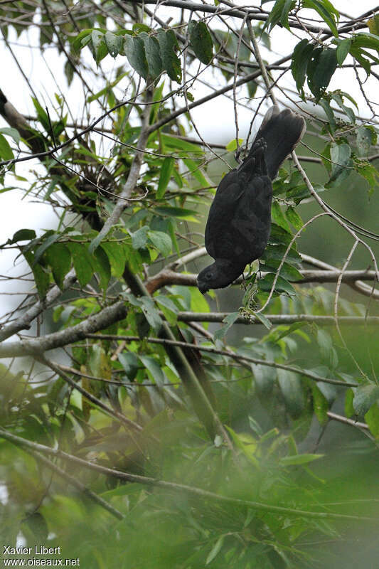 Perroquet noir, identification