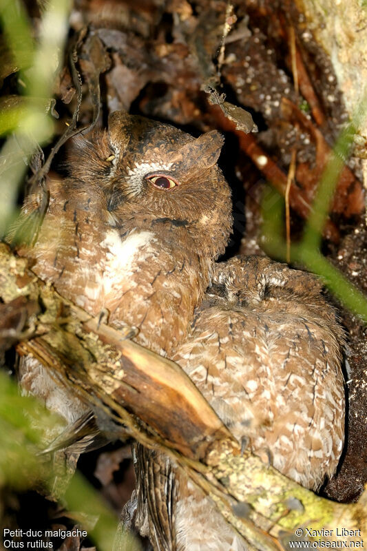 Rainforest Scops Owl , identification