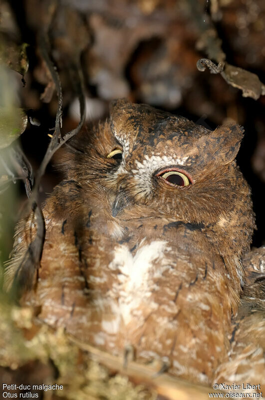 Rainforest Scops Owl male adult, identification