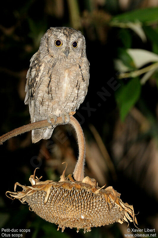 Eurasian Scops Owl, identification, Behaviour