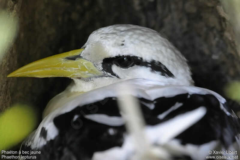 White-tailed Tropicbird male adult, identification