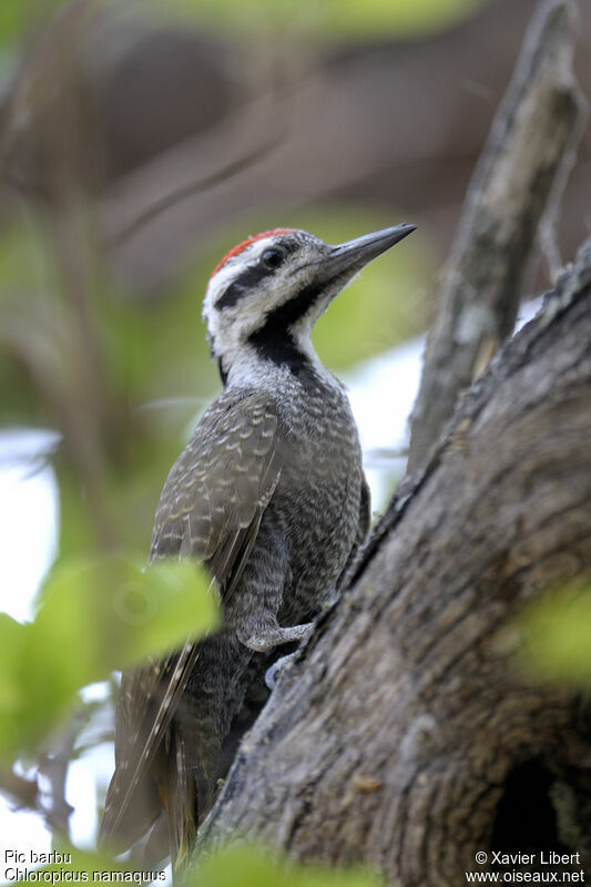 Bearded Woodpecker male adult, identification