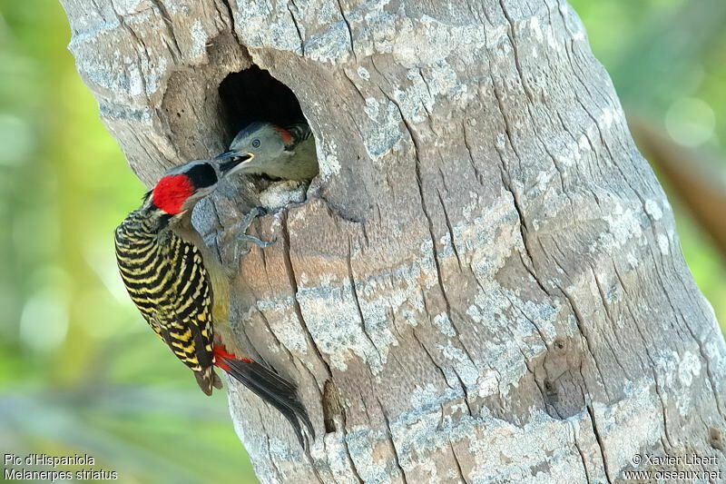 Hispaniolan Woodpecker, identification, Reproduction-nesting, Behaviour