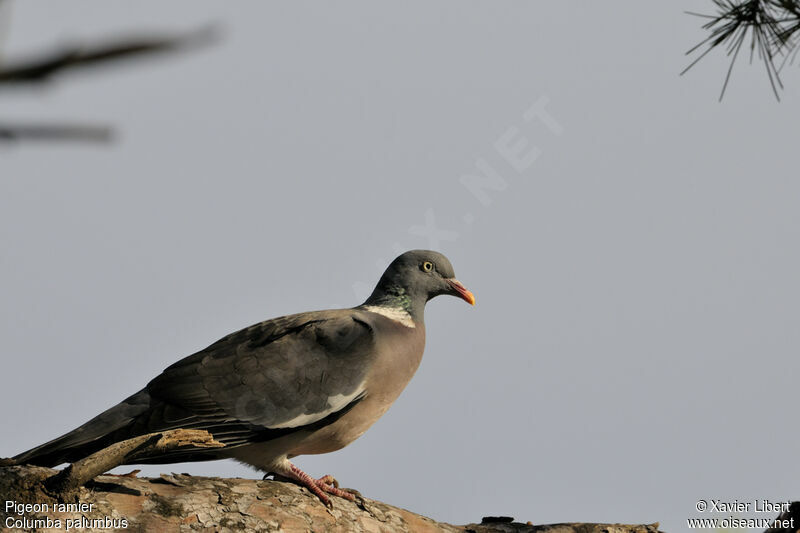 Common Wood Pigeon, identification