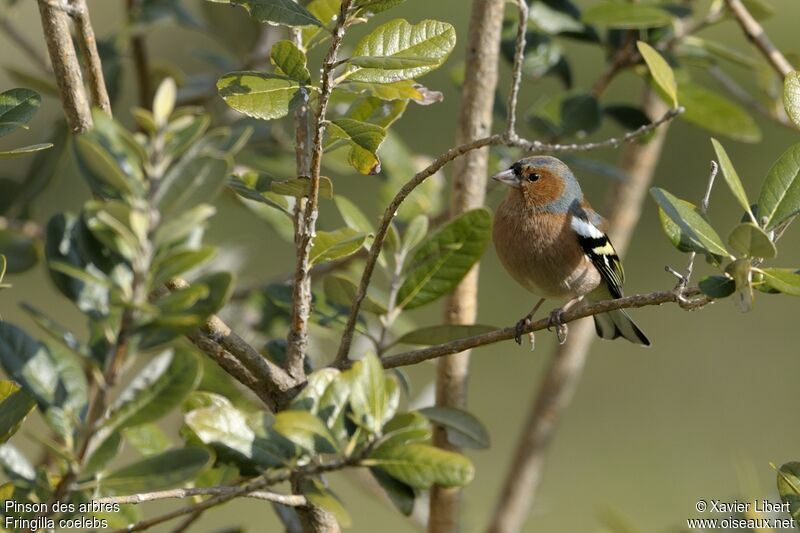 Common Chaffinch male adult, identification