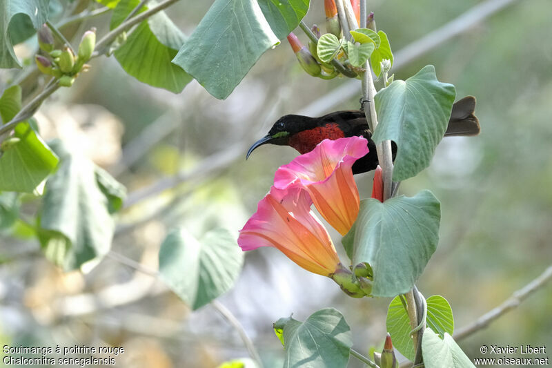 Scarlet-chested Sunbird male adult, identification, feeding habits