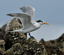 Lesser Crested Tern