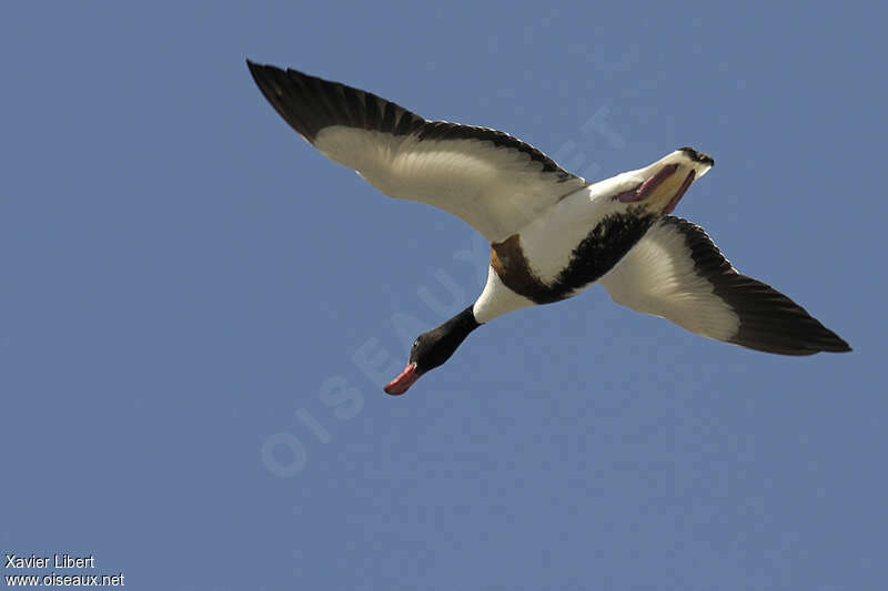 Common Shelduck female adult, Flight