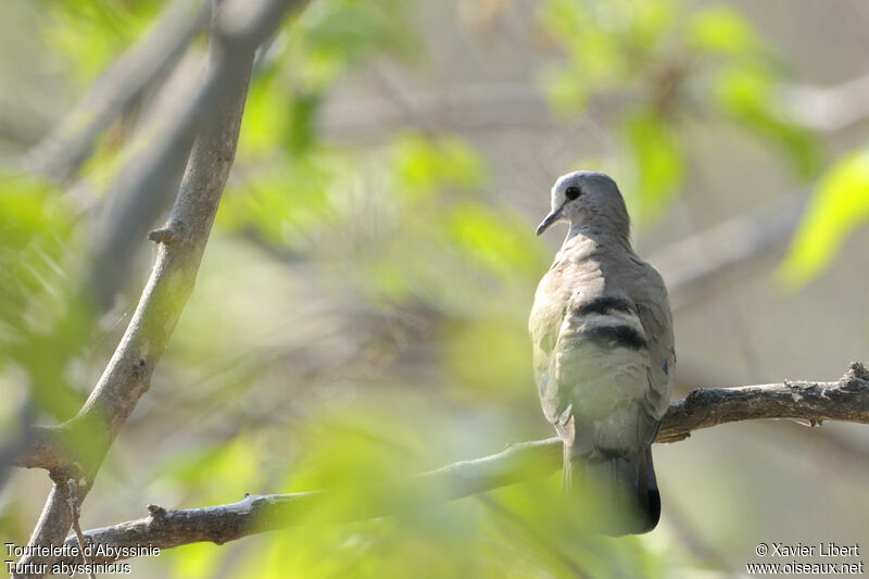 Black-billed Wood Dove, identification