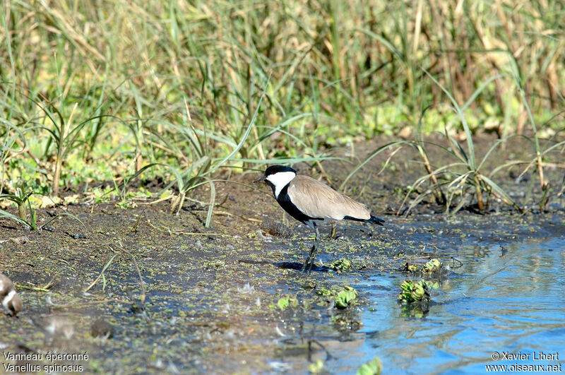 Spur-winged Lapwing, identification