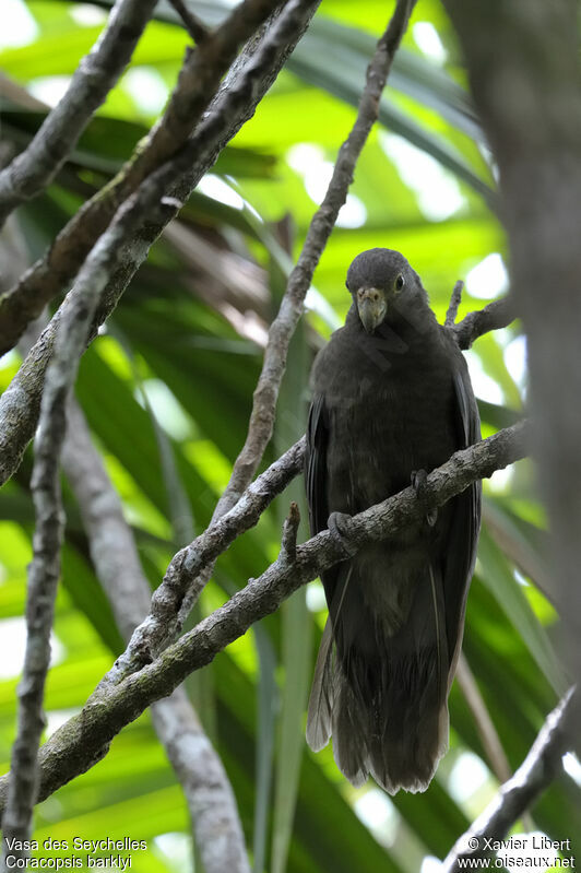 Seychelles Black Parrot, identification