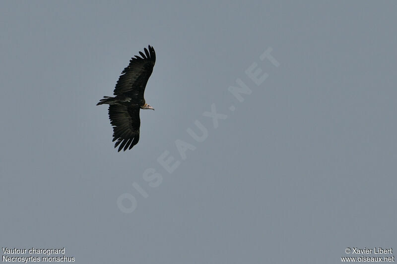 Hooded Vulture, Flight