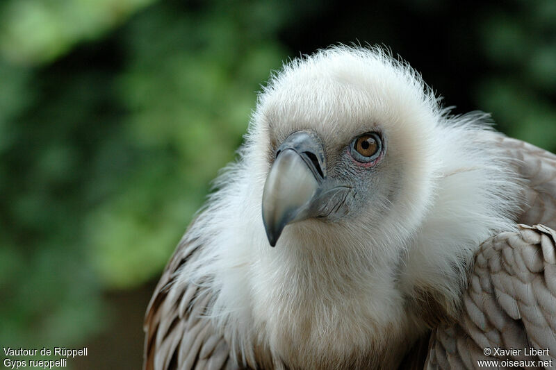 Rüppell's Vulture, identification