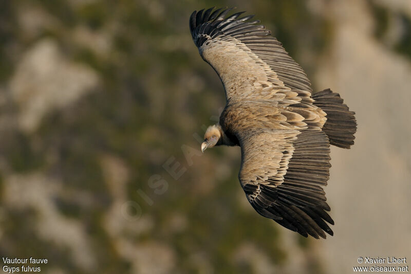 Griffon Vulturejuvenile, Flight